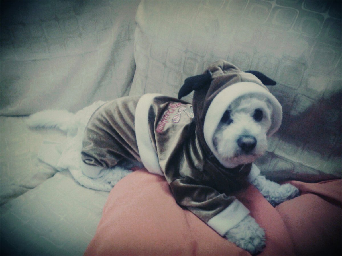 Vale14924's tweet photo. Mi Odie Navideño♡#renito♥ https://t.co/PId0BDvM54