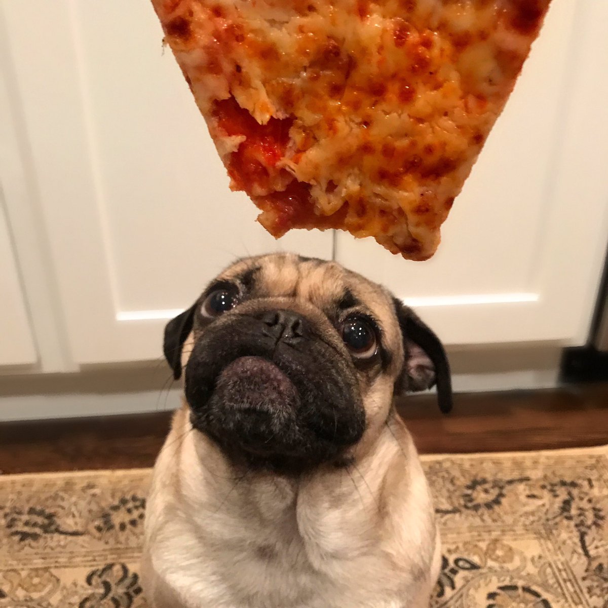 itsdougthepug's tweet photo. I just want someone to look at me the way a pug looks at pizza https://t.co/eYUQj4XPVC