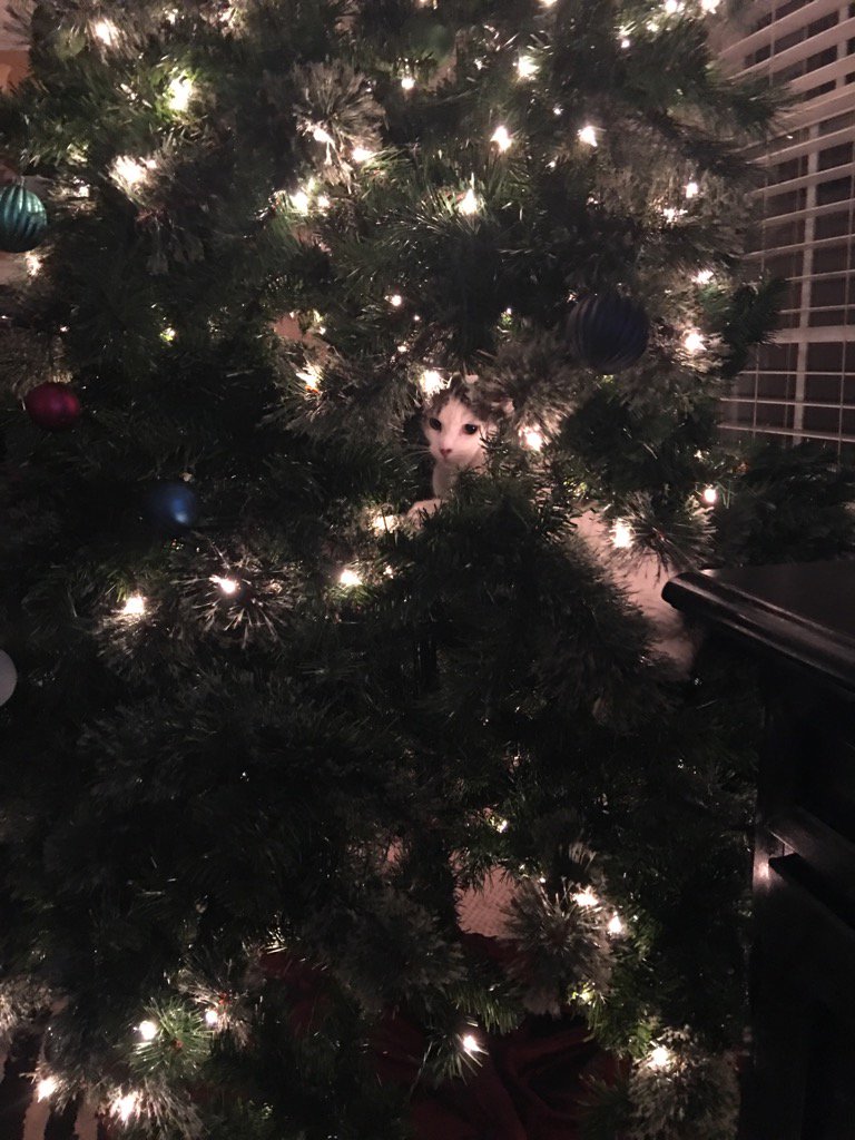 TheLadyChar's tweet photo. @cassi_bo My cat decided being under the tree wasn't quite good enough. https://t.co/qvJStz4btd