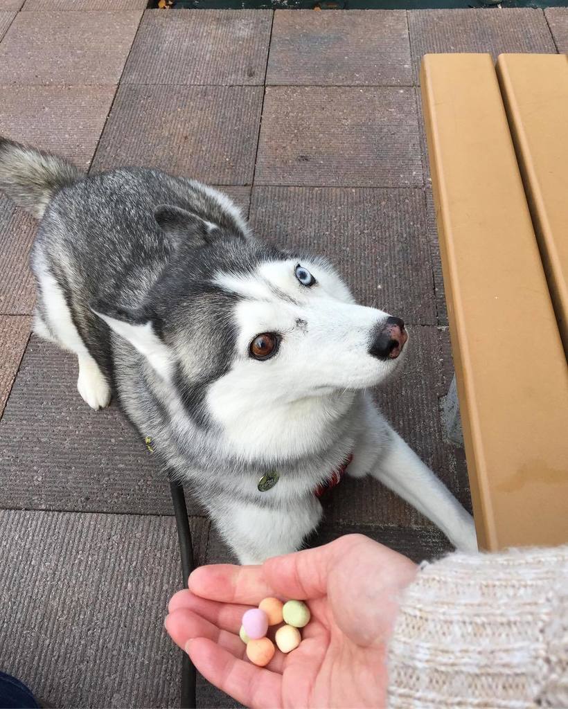 りか Rika The Siberianhusky シュタッ 真剣勝負 あさんぽ 卵ボーロ Siberianhusky Husky Huskies Rika シベリアンハスキー ハスキー 犬バカ部 T Co Gfztdcoboq