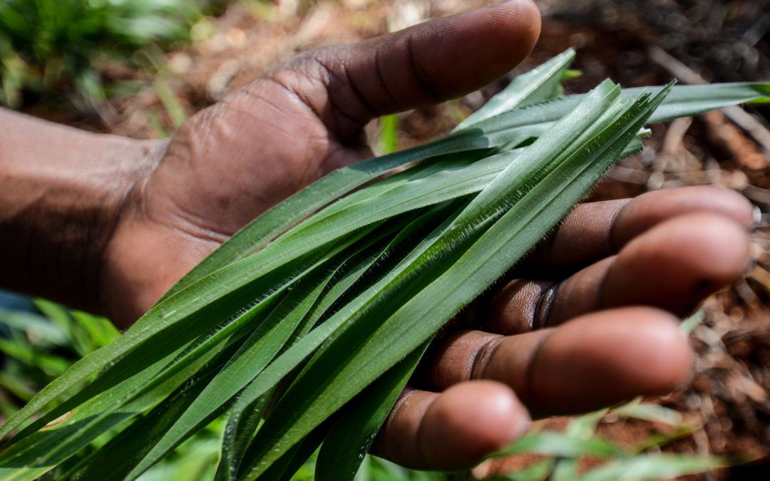 CGIAR's tweet photo. 4 unexplored big wins in agriculture: tackling climate change through landscape restoration: https://t.co/Cp4Eg319vD @CIAT_ @georginajsmith https://t.co/wZKJPmZ2g5