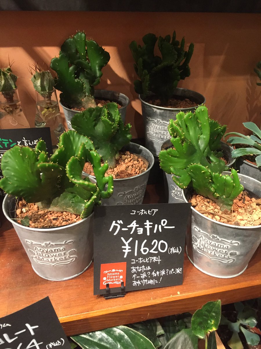 Uzivatel 天神地下街 公式 Na Twitteru 青山フラワーマーケットで グーチョキパー という多肉植物を発見 多肉植物はいろんなネーミングがあっておもしろいですね 天神地下街 青山フラワーマーケット 天神 多肉植物