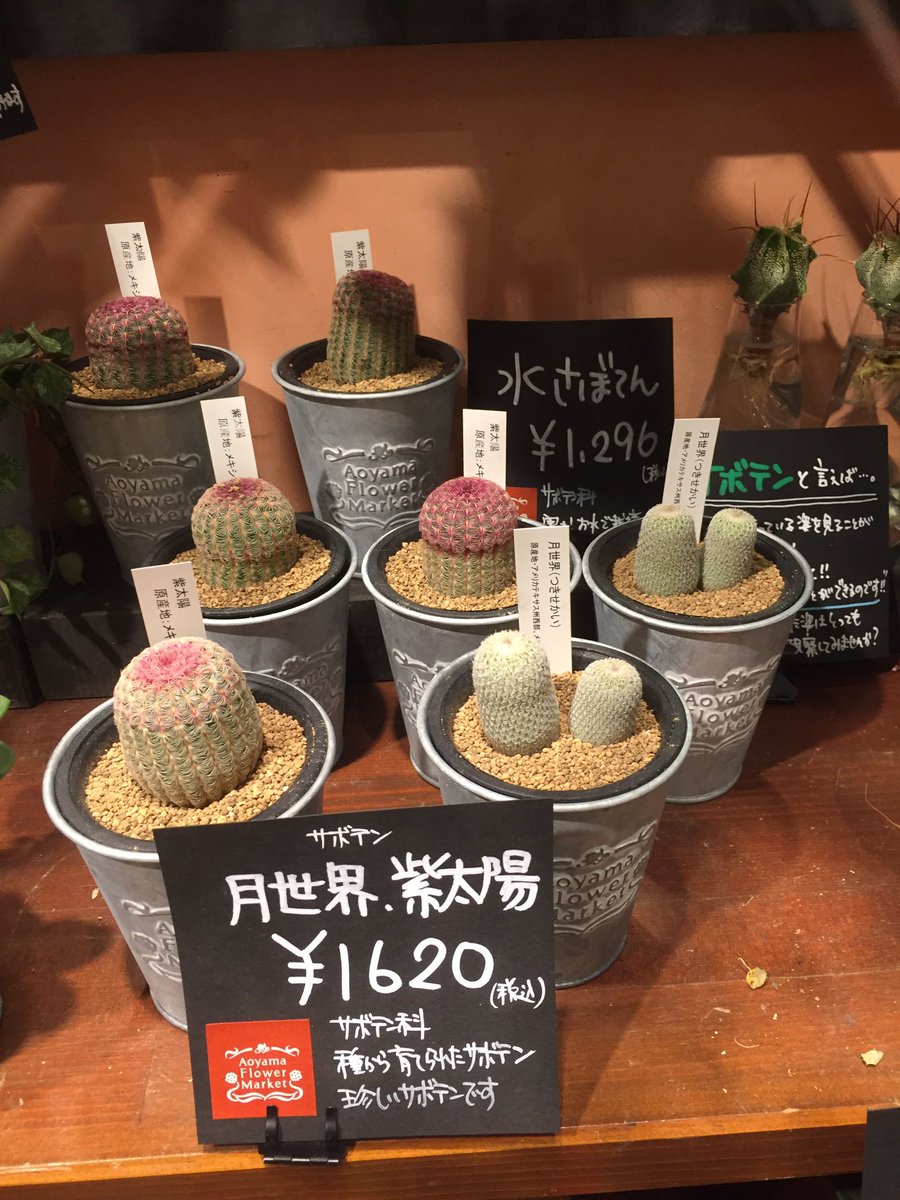 天神地下街 公式 月世界 紫太陽 という多肉植物も 奥には水だけで育てることができる 水さぼてん なるものも いろいろありますね ルームメイトにいかがですか 天神地下街 天神 青山フラワーマーケット 多肉植物