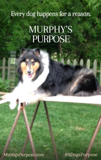 Brenda McLaughllin tweet media