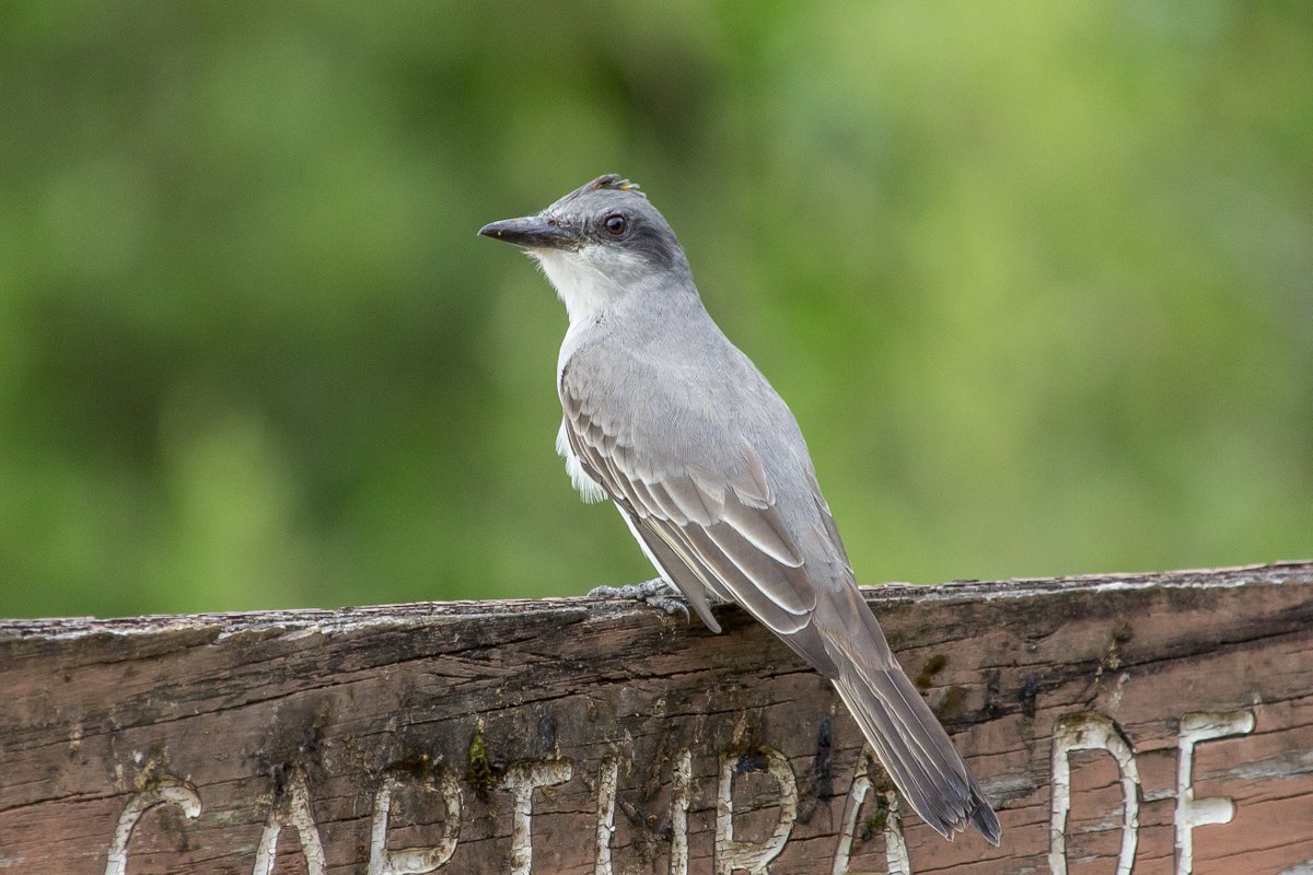 Minaya_Photo's tweet photo. Gray kingbird!

#Photography #GrayKingbird #Birds #Birding #TyrannusDominicensis #Pitirre #Petigre #CaaboRojo #PuertoRico https://t.co/U3EKeLDkcQ