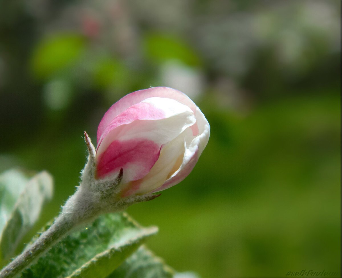 Seth_T_Photo's tweet photo. #sethtrudeau #photography #spring #bud #flower #pink #green #pinkflower #blossom #leaves #greenleaves #nature #outside  #pretty #beautiful https://t.co/dnDmHw9gb9