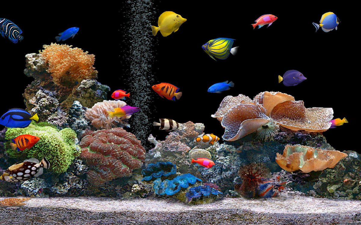 morehdwall's tweet image. #aquarium #colorful #screensaver #Llive #wallpapers