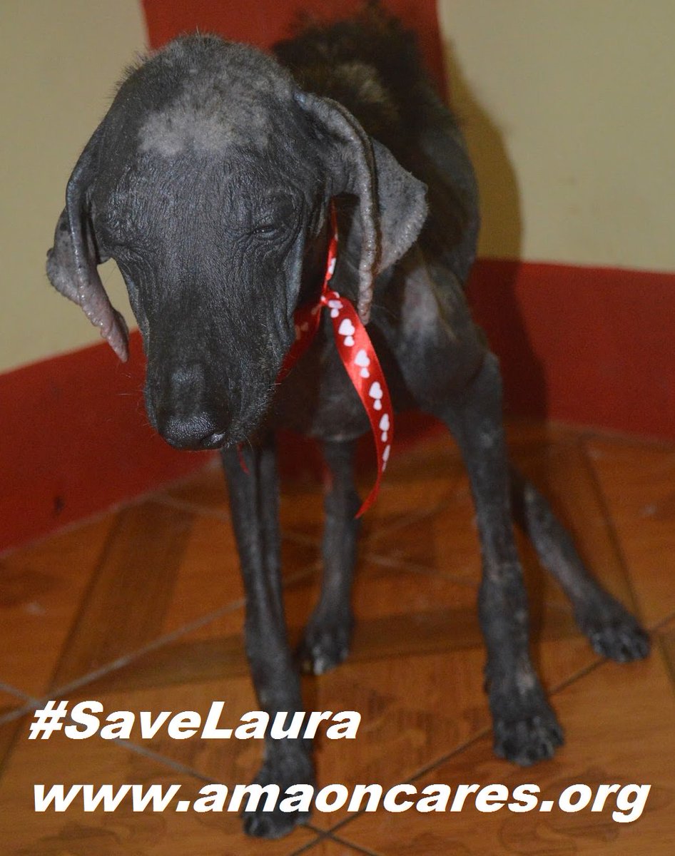Update from @AmazonCARES #charity. Thanks for rescuing this pitiful #dog!  #SaveLaura mo.nu/4cuJ?uid=4fxY
