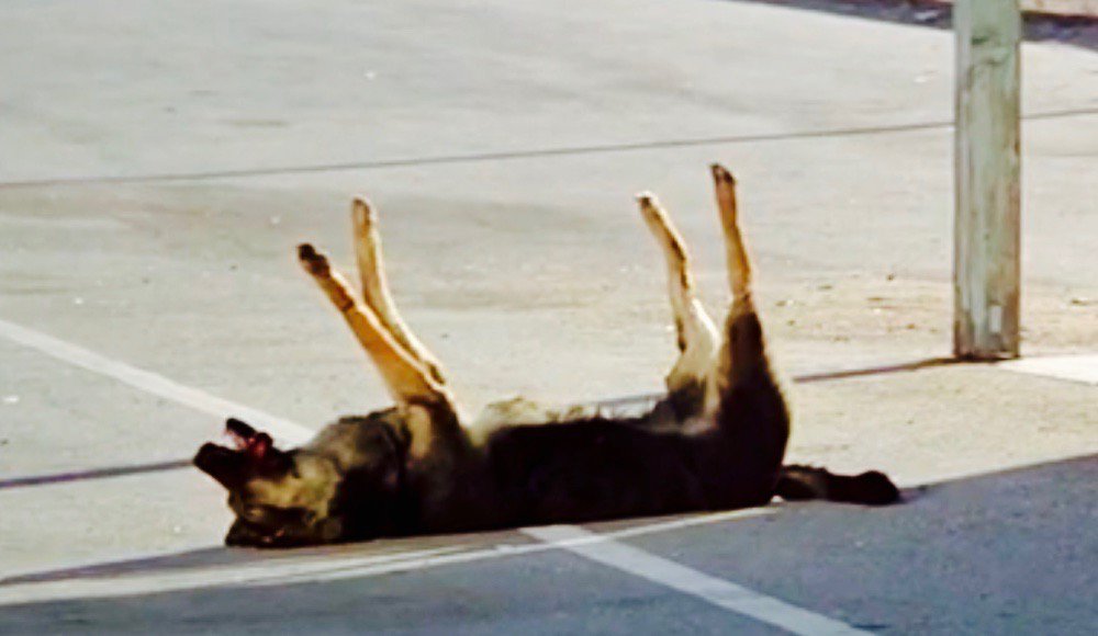DQ_GSD's tweet photo. #K9s #NarcoticDetection #Dogs #Humor #Police They must of let the #NarcDog hit the good stuff 🎤🎤🎤https://t.co/KfxeWB4p5Y @Daily_Cop_Quote https://t.co/6xsayEU8zD