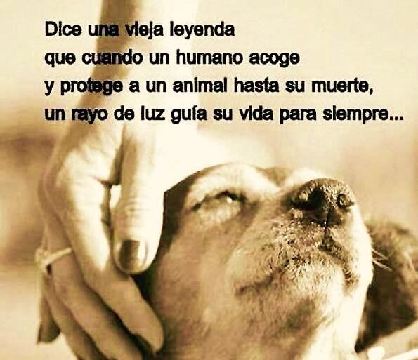 Ecogranjero's tweet photo. cuidar un animal no te hace mejor persona, si,maltratas y desprecias a tus pares, que rayo de luz para esa gente hay https://t.co/SlzkJhJZsL