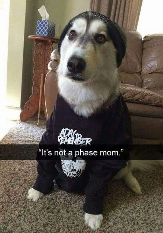 When you turn your dog emo