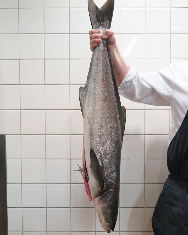Fresh delivery: North Queensland Cobia, as part of our à la carte menu. 
Cheers, <a href="/clammsseafood/">Clamms Seafood</a>! #CircaThePrince