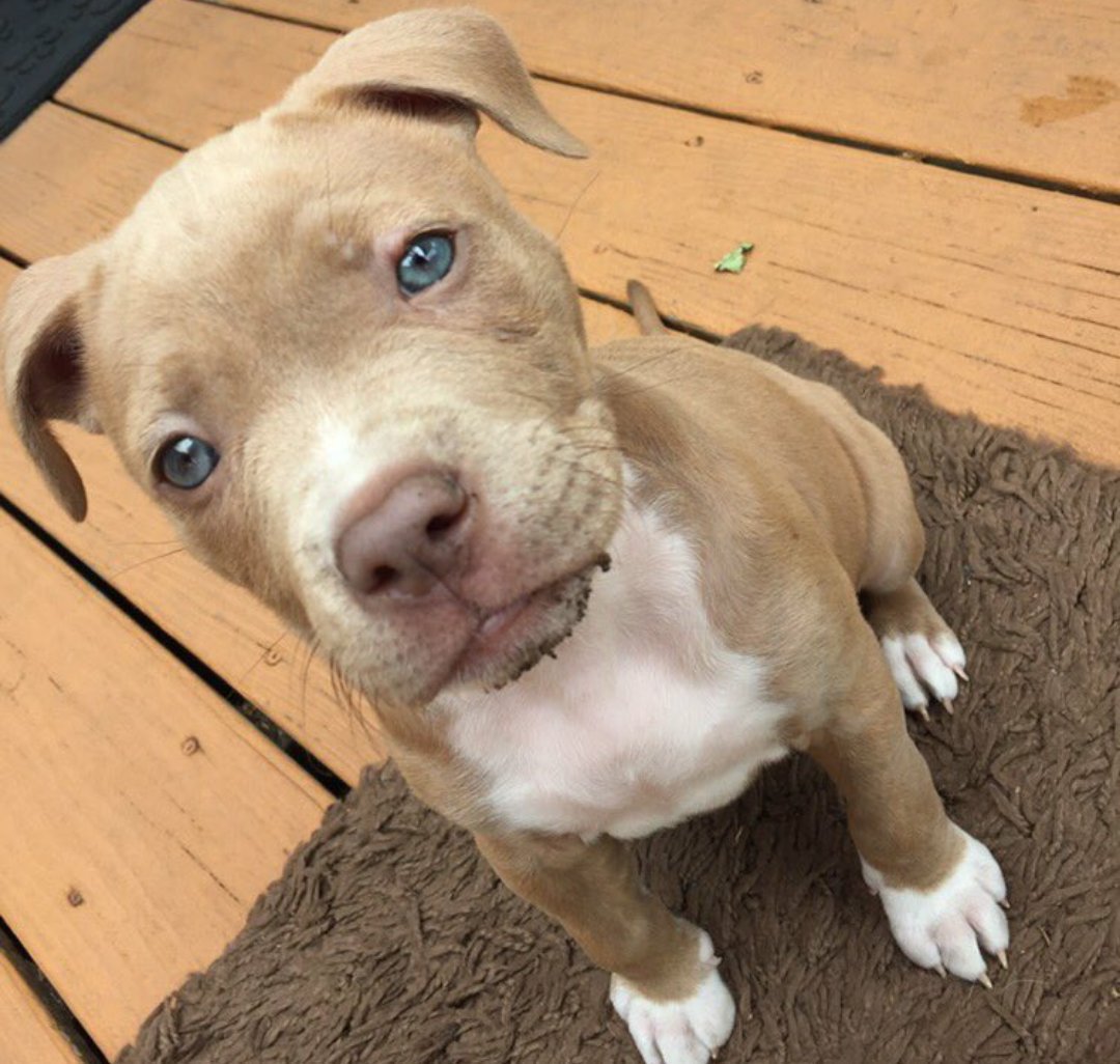 Pit Bulls 🐶 (@pitbuiis) on Twitter photo 