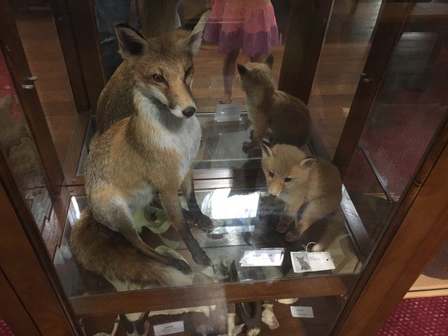 Museum of Natural History:  What made this museum different to any other that we have been to?  kidsreview.com.au/taxidermy-muse… #taxidermy #kids