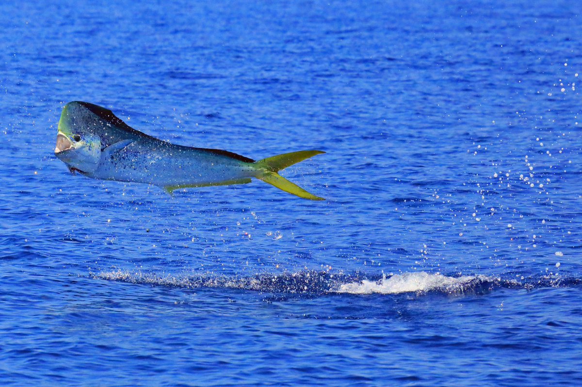 WildOceansOrg's tweet image. Share the gift of Wild Oceans this #GivingTuesday - wildoceans.org/gift-membership