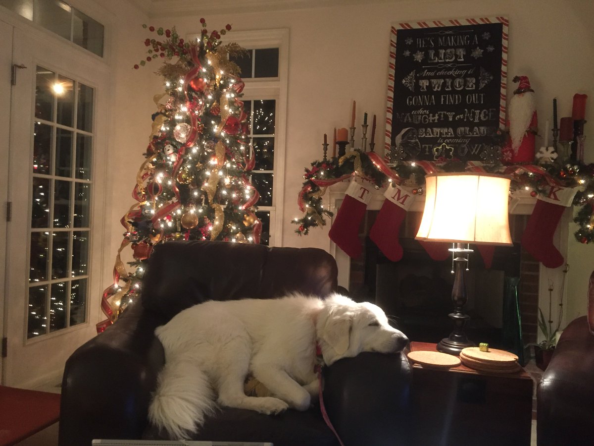 AdultColoringBk's tweet photo. The tree is up. Now we wait. https://t.co/dVgR7VB6GV