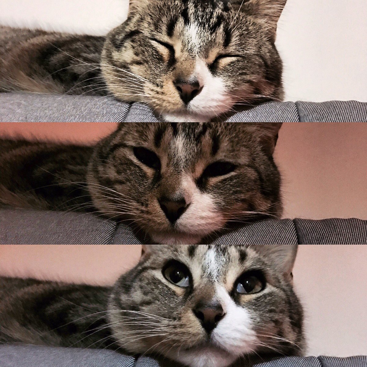 近所の猫ポイです