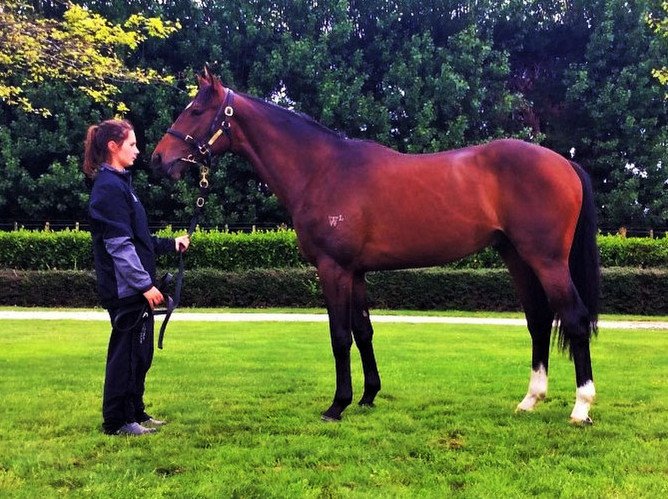 nzracingnews's tweet photo. @gavelhouse's November catalogue closed with a #RoadtoRock colt as the top lot - fetching $50,000 https://t.co/qoU00IrMla https://t.co/AxGbksprVc