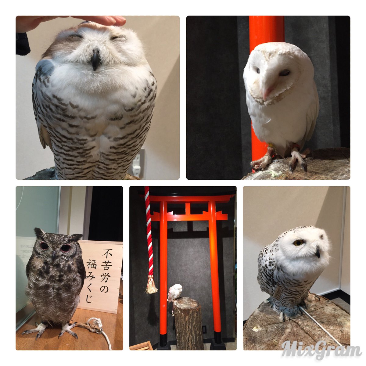 sumoazuleo's tweet photo. フクロウかわいかった☺️💕 https://t.co/DNA3aA6aST