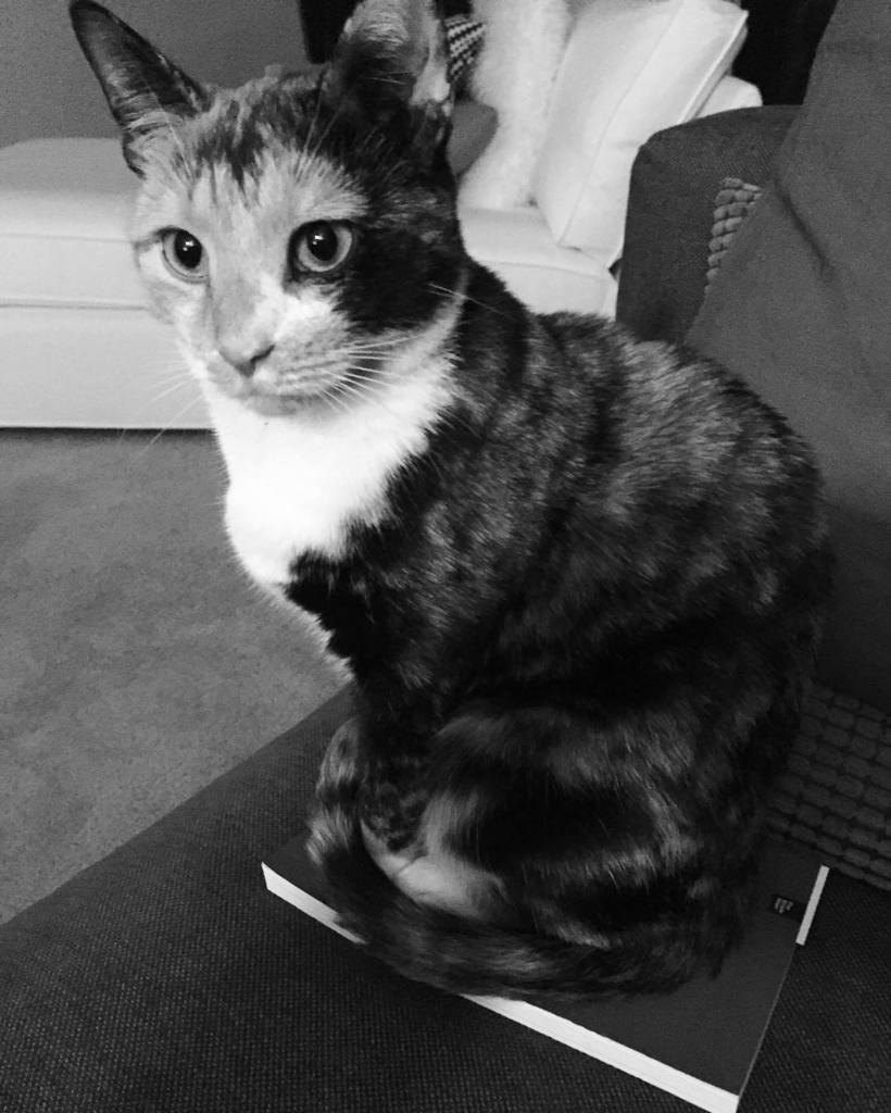 thelaurenlevin's tweet photo. Cat on "Managing Web Projects" #fivesimplesteps https://t.co/LQjEYM1dQi