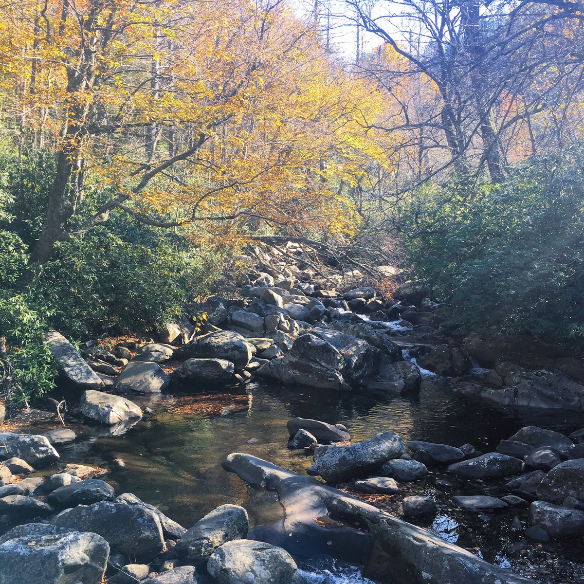 alyssacado's tweet photo. The fact that I may have to say "you should've seen it when I was younger" to my kids one day absolutely breaks. my. heart. #savethesmokies https://t.co/usyzF5KVYA