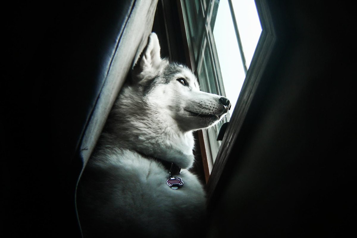 tellingtalespix's tweet photo. Mia wedges herself between couch and window to keep her watchful eye #thisiscle #dogoftheday #dogsofcle #clevelander https://t.co/x69YwhmyzY