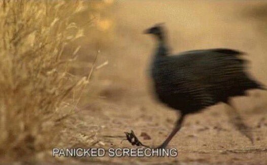mytinysonharryy's tweet photo. "A 7 minute Dunkirk trailer will appear with Rogue One: A Star Wars Story" 

Me: https://t.co/QkZ0zEyf8P