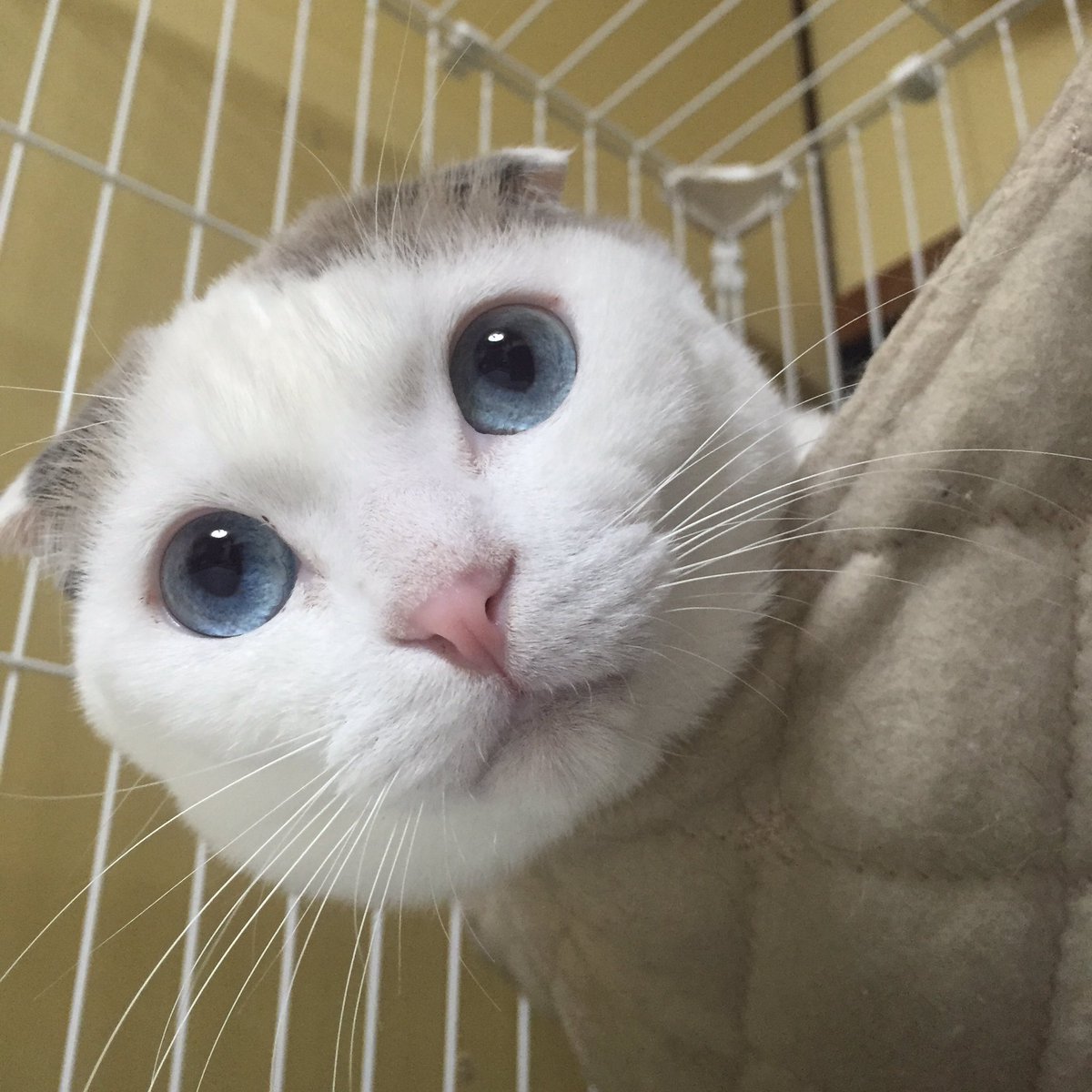 CatApartment's tweet photo. 控え室のハンモックでくつろぎまくる豆もち。呼んだら首だけだしてきた。 https://t.co/6oEOhkp5e4