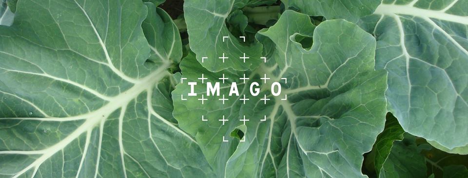 GreenFlex's tweet photo. #InsideGF Pourquoi avons-nous ouvert @ImagoResto "fast good" imaginé en interne ? #Local… https://t.co/n7CA8jOWE8 https://t.co/hBDnlNuzfS