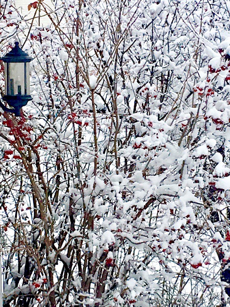 Bunny_Sun_Shine's tweet photo. We got some pretty snow over the weekend! Now it feels like December!!! #snow #holidays #prettywinter https://t.co/Ysp8Du62bB