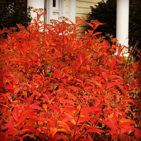 chamberlainland's tweet photo. Burnt orange 🍊 on this Spirea today in Greenwich. https://t.co/0A5Ue13WAb