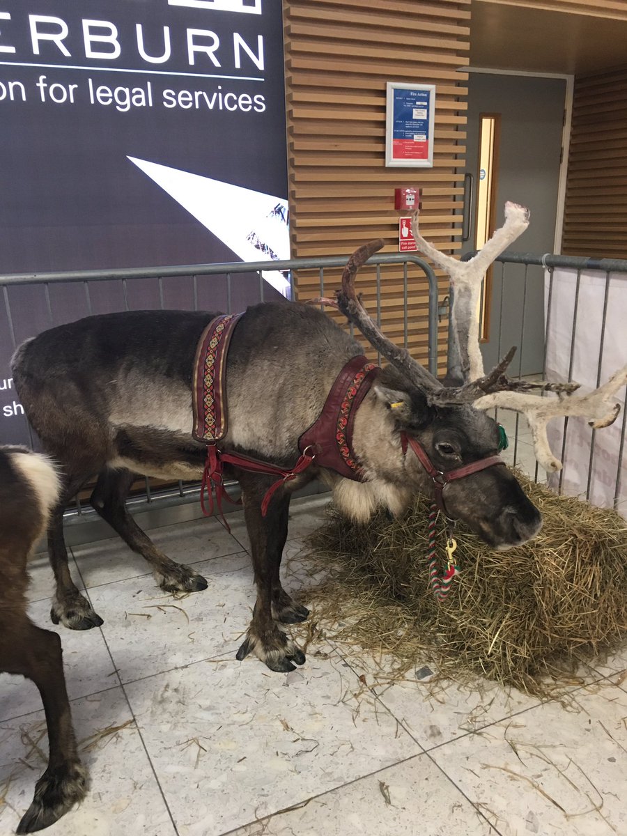 GLA_Airport's tweet photo. Lots of festivities happening in our check-in area today. Come and meet these beautiful reindeer! https://t.co/p9Hntfm9Vx