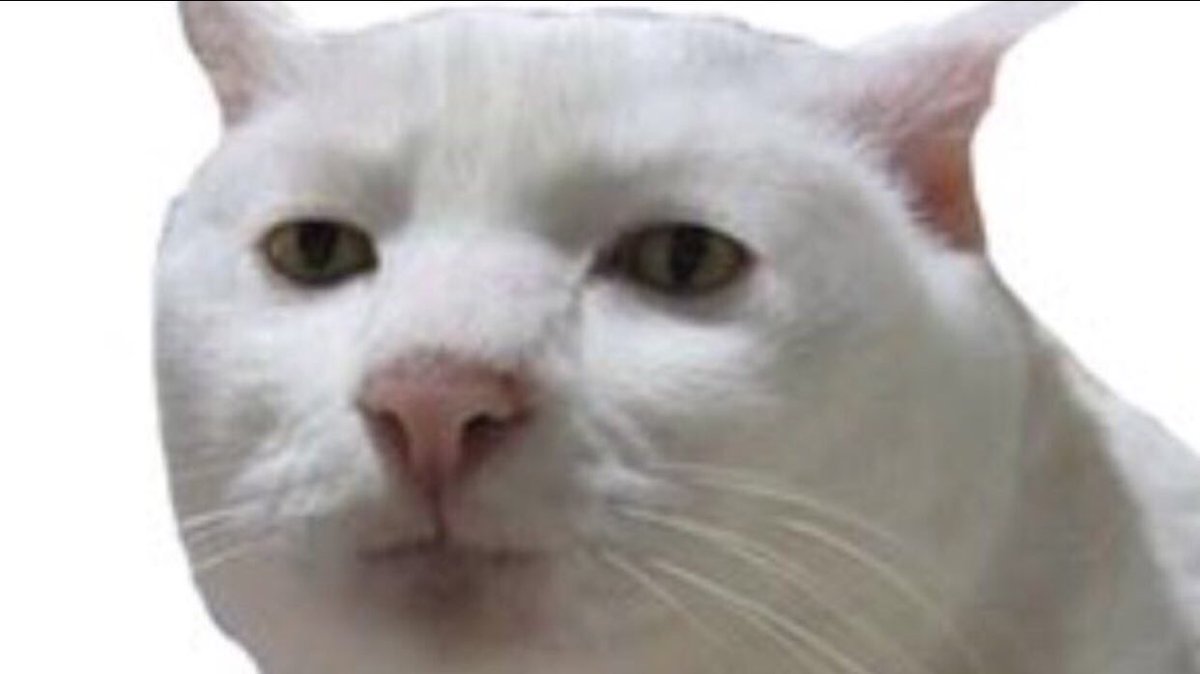 Goorgo's tweet photo. Este gato no tiene clase hoy.

RT si tu tampoco https://t.co/tgXwXiNUrF