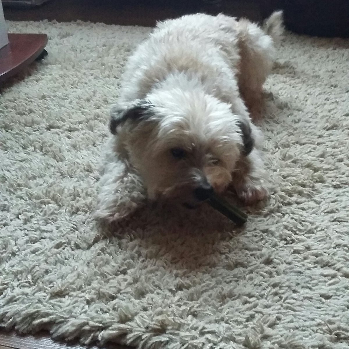 jsaundersjay's tweet image. Happy birthday to my boy 13 today #ozzy