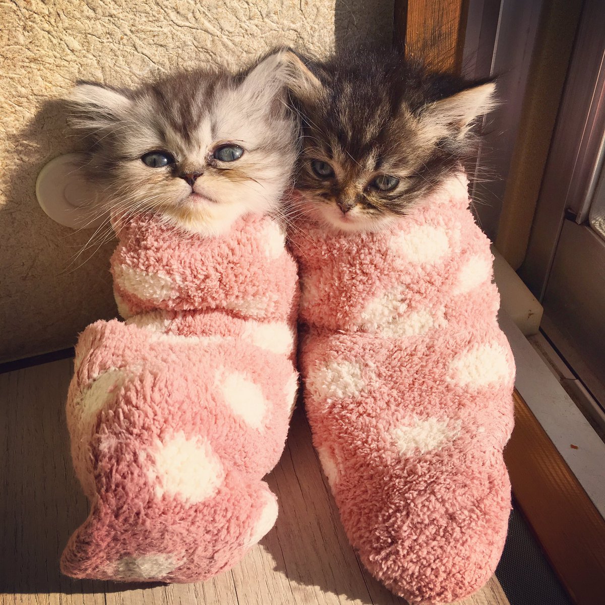 hana__kitty's tweet photo. @catsofinstagram https://t.co/wN7aNQzxBr