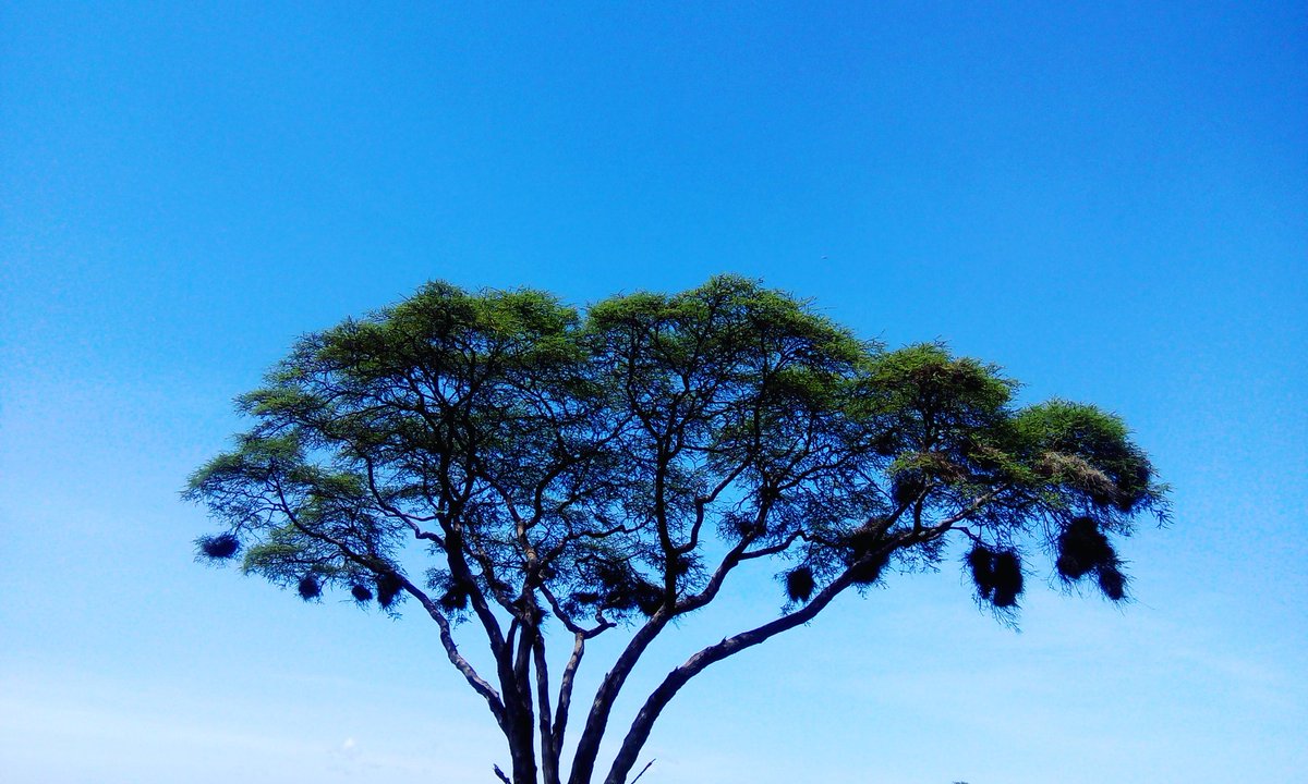 meru_park's tweet photo. Experience a touch of the wilderness at Meru National Park https://t.co/x5PBO8cvdQ