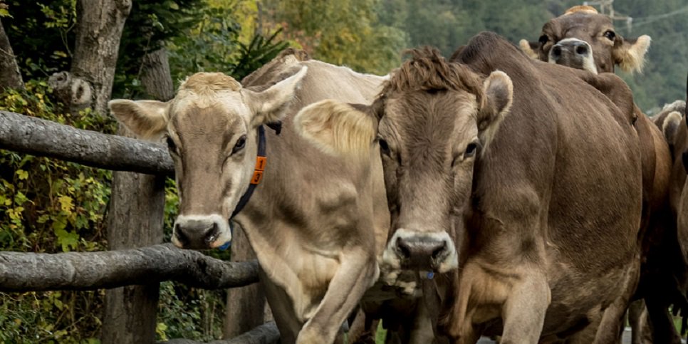FederBio's tweet photo. Allevatori #biologici: storie di uomini e di animali nelle aziende certificate #bio.
https://t.co/akPT8uWVnM https://t.co/y15MZYdKUD