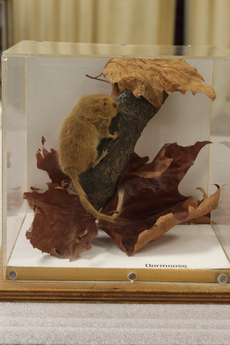 derbymuseums's tweet photo. Did you know that Dormice hibernate for around six months and spend Summer accumulating fat in their bodies to nourish them through Winter? https://t.co/gk8nuKfuaU