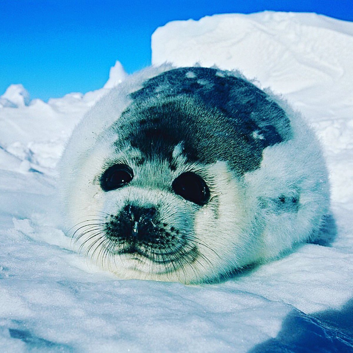 Cesuryorum's tweet photo. @srinualme @poupouch48 @RielHope9 @malemalefica @Rosana2418 @SIzabel24 @3Almonzer @huskorkut @TlrWorldWidellc https://t.co/LYtTPXYUXs