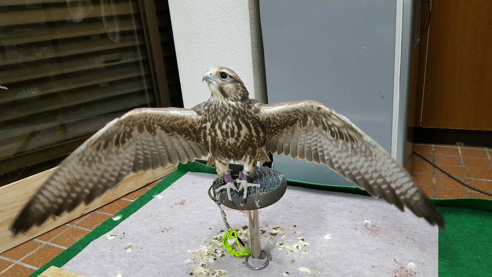 國武ぶどう園 拡散希望 Rtお願いします 我が家のハヤブサのセン君が逃げてしまいました O アルタイセイカー6ヶ月オスです 大きさはカラス位です 足にリングとヒモが付いています 逃げた場所は愛知県知多郡阿久比町 名鉄阿久比駅周辺 國武ぶどう園 拡散希望 Rtお願いします 我が家のハヤブサのセン君が逃げてしまいました O アルタイセイカー6ヶ月オスです 大きさはカラス位です 足にリングとヒモが付いています 逃げた場所は愛知県知多郡阿久比町 名鉄阿久比駅周辺