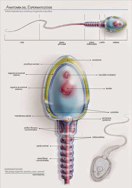 illustraciencia's tweet photo. Biología celular en #Illustraciencia. Hoy, el espermatozoide :) #medicalillustration https://t.co/Aa4KYEIPZx https://t.co/kA3NN0e5nl