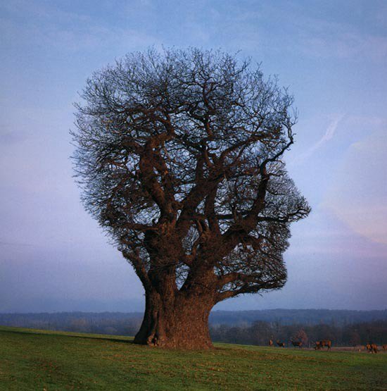CocoBrac's tweet photo. La #Mindfulness c'est un peu comme l' #ecologie du mental
#PleinConscience https://t.co/pRnNCZrAXc