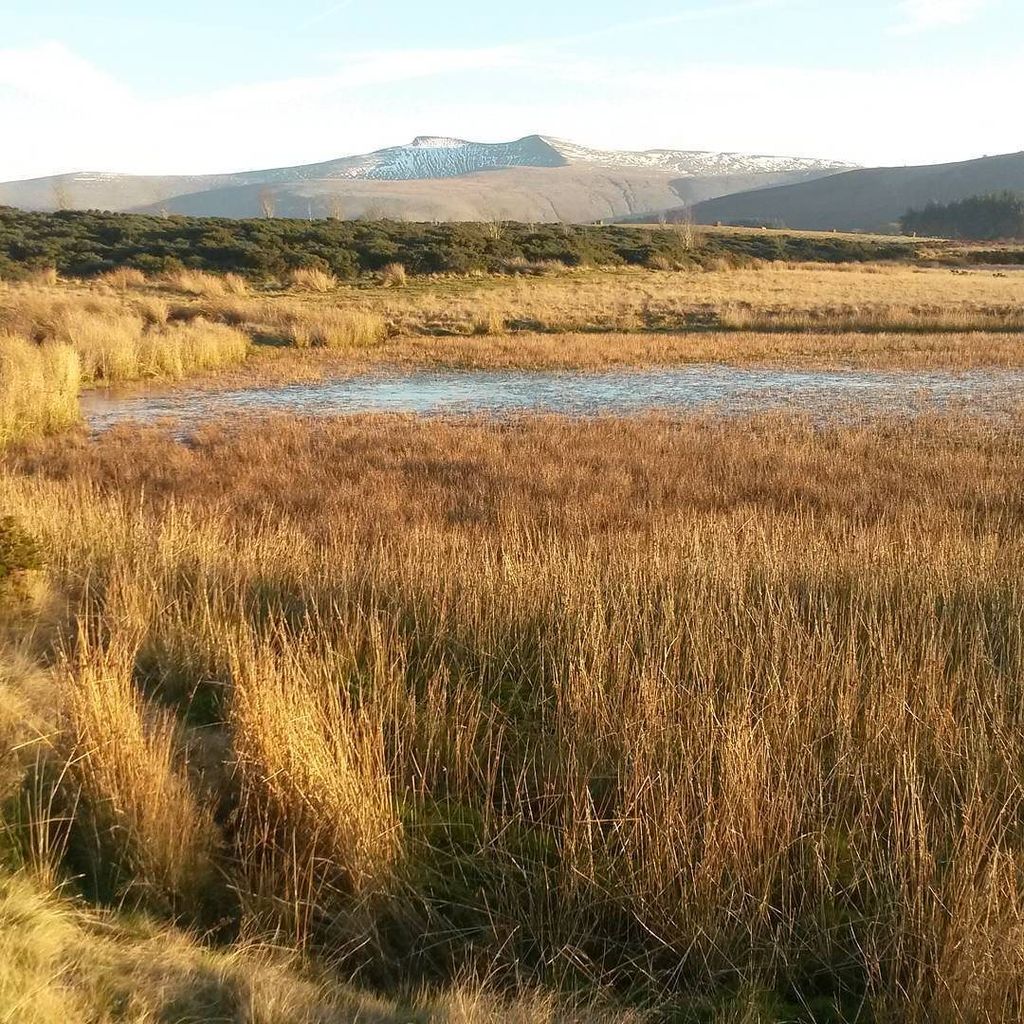 BrecBeaconsTour's tweet photo. A view of #PenyFan and #Cribyn on Mynydd Illtyd on Sunday's Heart of the Park and waterfall country tour #breconbea… https://t.co/GnCytwl3yn
