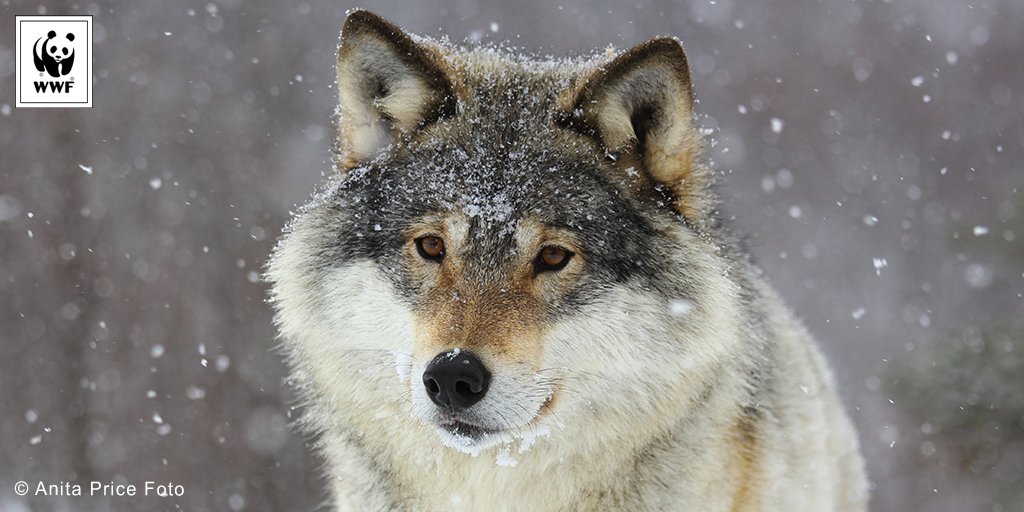WWFFrance's tweet photo. 2/3 des loups de Norvège pourraient être tués cet hiver ! Appelez à mettre fin à ce massacre ➡️ https://t.co/JehTgkr2TK #SAVEOURWOLVES 🐺 https://t.co/acFoPeqNEY