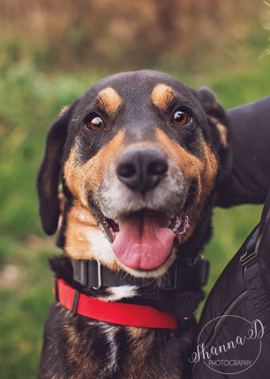 Bash needs a home for Christmas! #AdoptDontShop #rescuedog #santascoming #dreamingofafamily #adoptme #lovesrescuedog #yournewbestfriend #dog