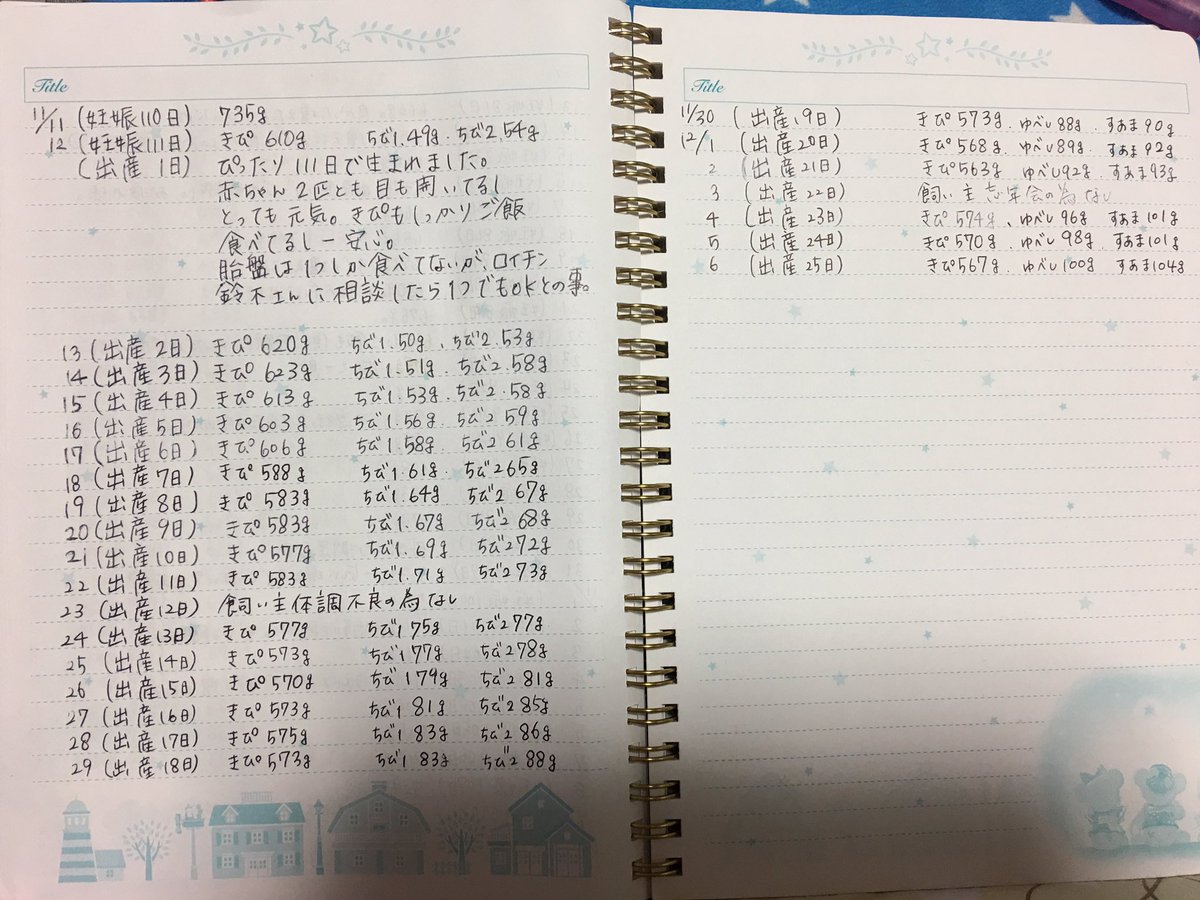 slowlyasbee's tweet photo. きぴの妊娠発覚から現在までの記録です。
おチビ達が100gを超えたので一応一区切りという気持ちで提示したいと思います。
これから、チンチラの赤ちゃんが生まれる方達のお役に立てたら幸いです。
3枚目、ベビのゆべし&amp;すあま
4枚目、親のきんぴらと豆汰

#チンチラ https://t.co/LJdnb28llv