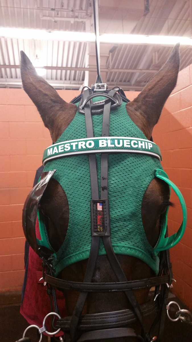 JoannKi32885615's tweet photo. @BlueChipGuru ~My special "Blue Chip" he's on vacation now but we r coming back strong in 2017 #MaestroBlueChip https://t.co/cEA4I7fCS8