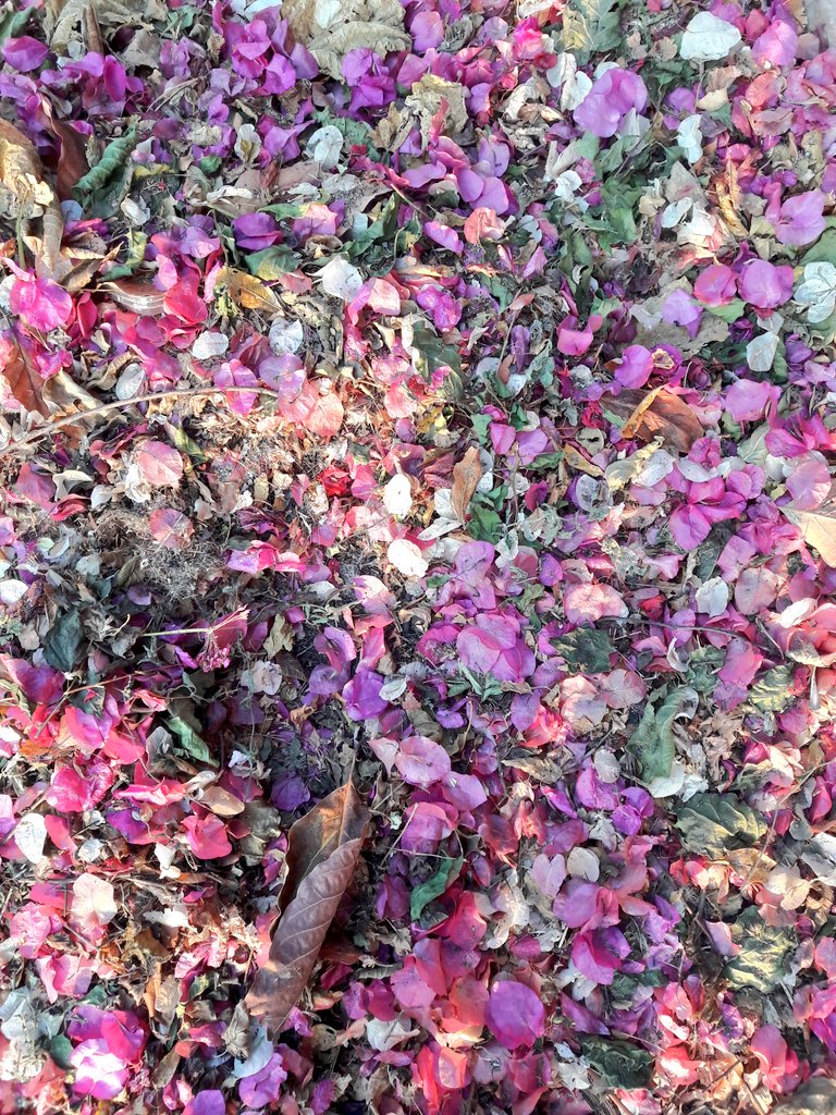 NKTB's tweet image. Being a #sourceofjoy even when the end is near....#deadleaves #bougainvillea