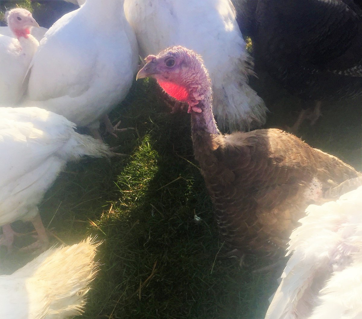 Who is this imposter in our midst? A Bourbon Red turkey!!  Going to have to keep her!  What to call her though? <a href="/HampshireFare/">Hampshire Fare</a> <a href="/NFUSouthEast/">NFU South East</a>