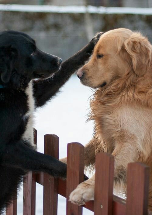Captgorowara's tweet photo. Don't Worry Bro, Everything Will Be Fine 🐾🐶❤🐶🐾 https://t.co/9LOaijnzg6